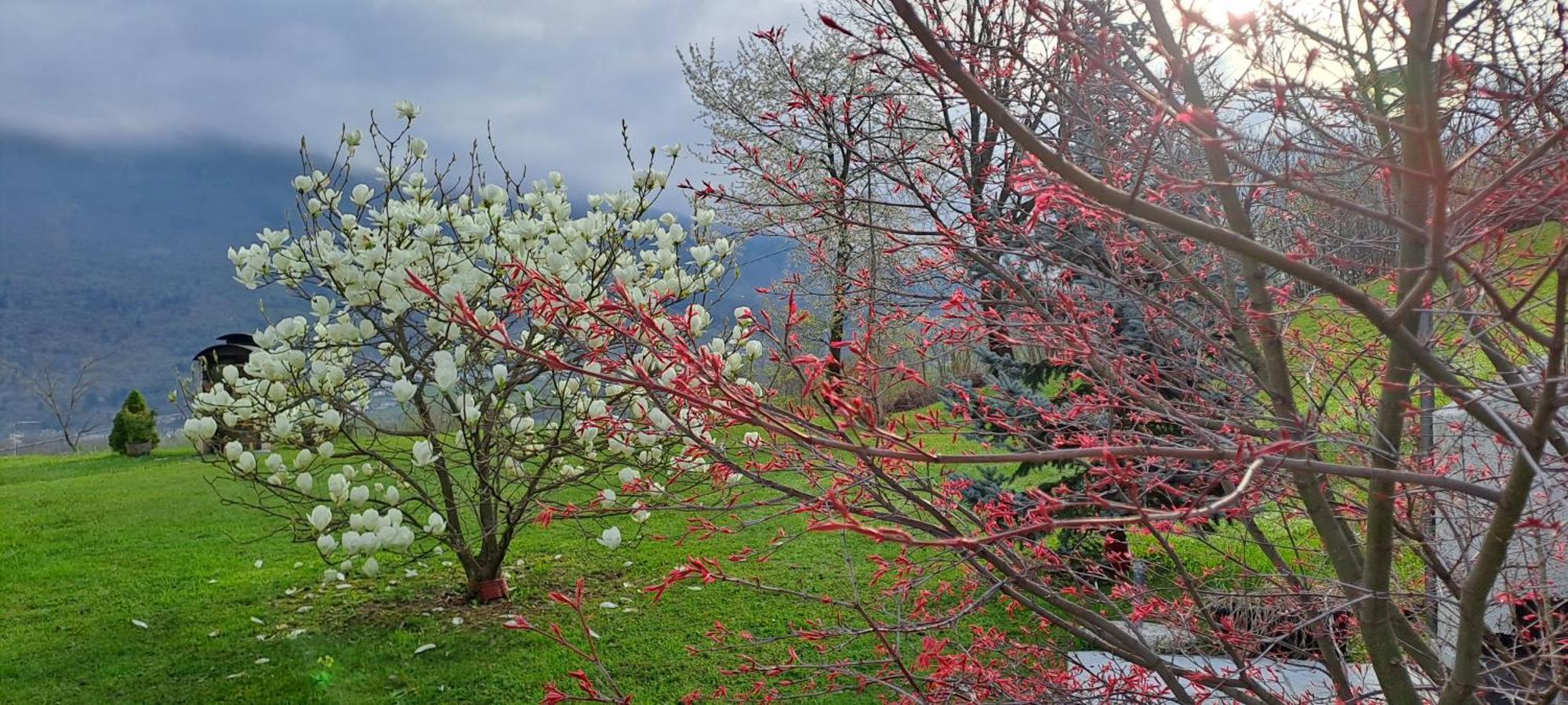 Affittacamere Rubino Guest House Ponte nellʼAlpi Kültér fotó